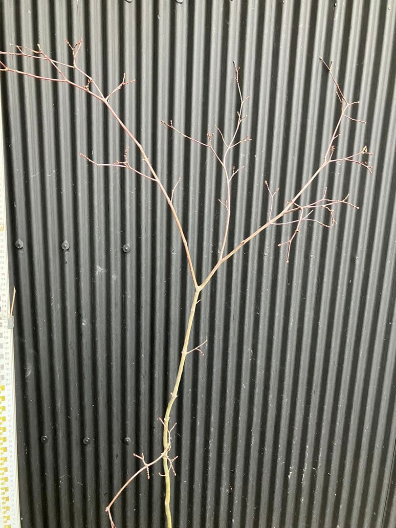 山採り　コハウチワカエデ