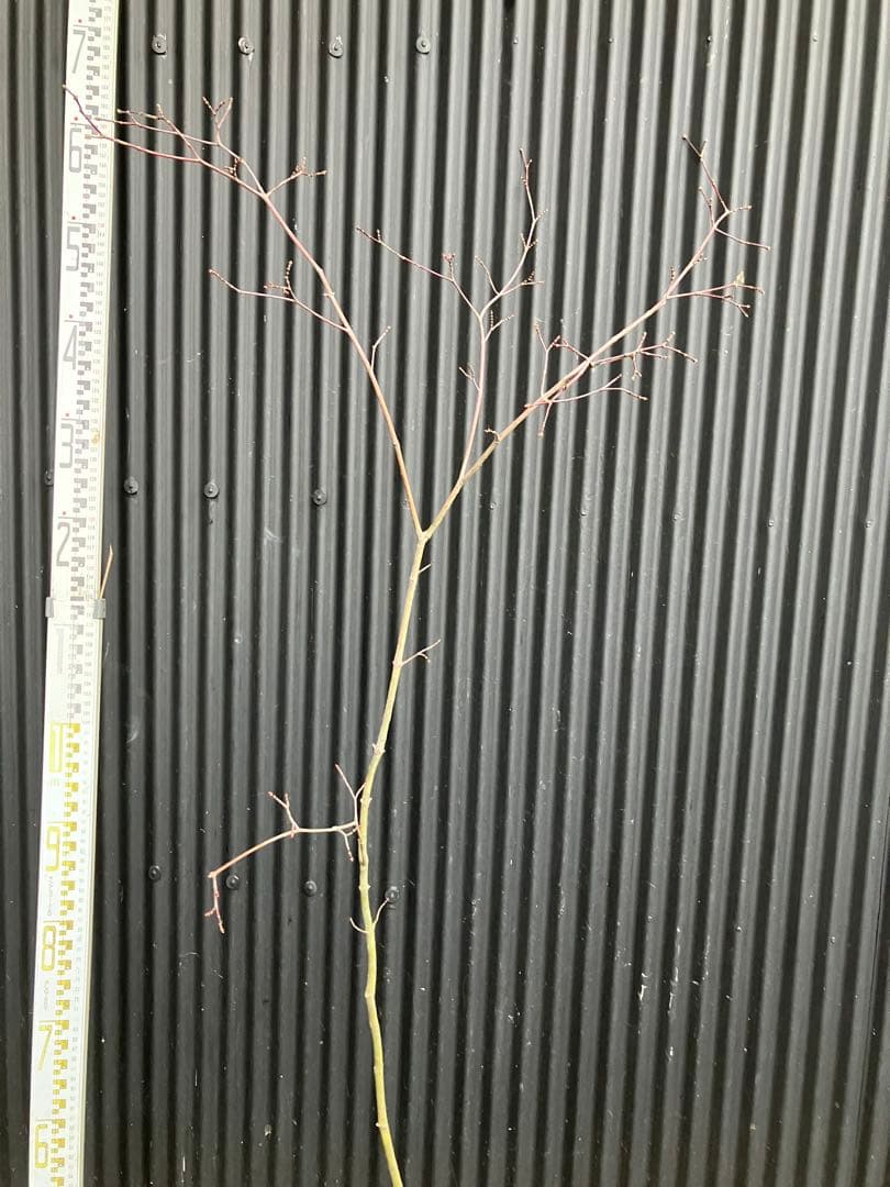 山採り　コハウチワカエデ