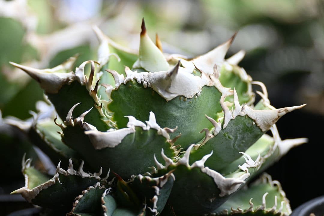 アガベ オテロイ 白豪刺 子株 （チタノタ）