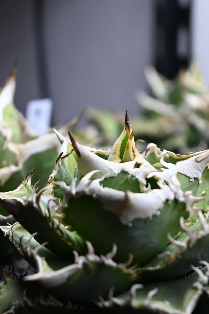 アガベ オテロイ 白豪刺 子株 （チタノタ）