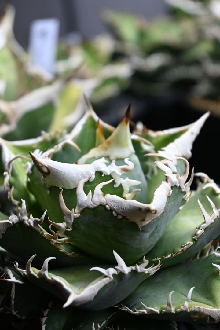 アガベ オテロイ 白豪刺 子株 （チタノタ）