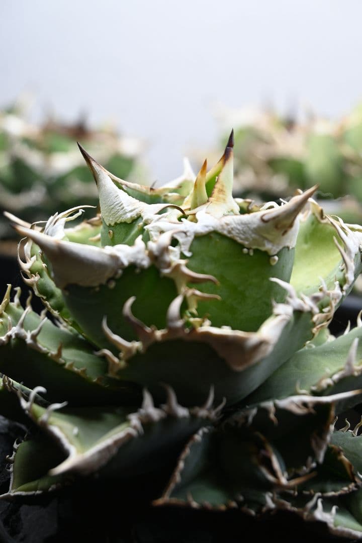 アガベ オテロイ 白豪刺 子株 （チタノタ）