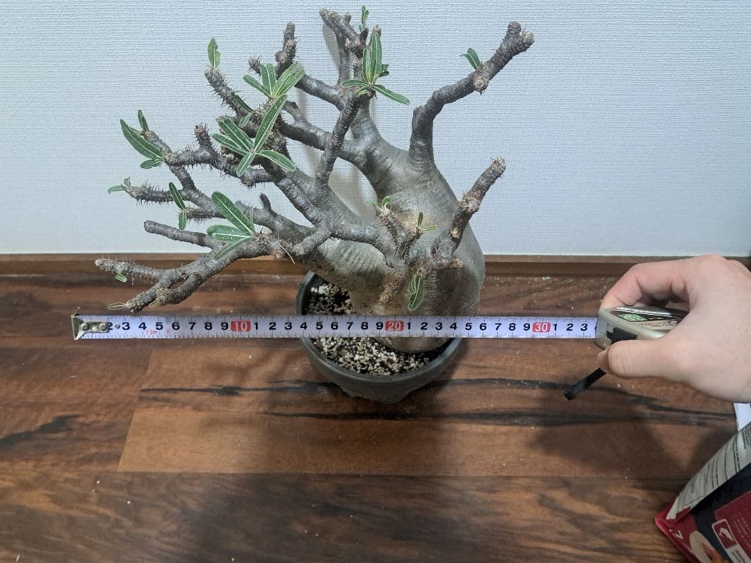 パキポディウム・グラキリス 大型 鉢付き