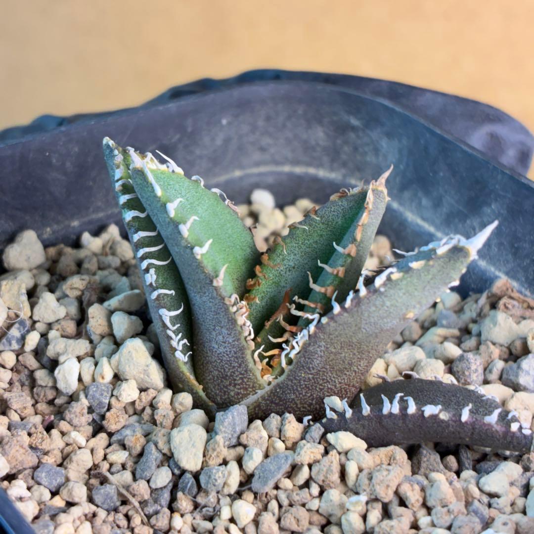 M*a様 アガベ チタノタ 麻花龍 子株 極上強棘 特選美株 ブツブツ