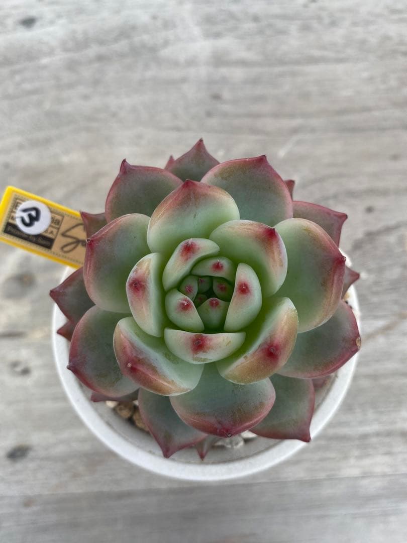 26】カリフォルニア輸入SAMリンゼアナNo.5 希少多肉植物