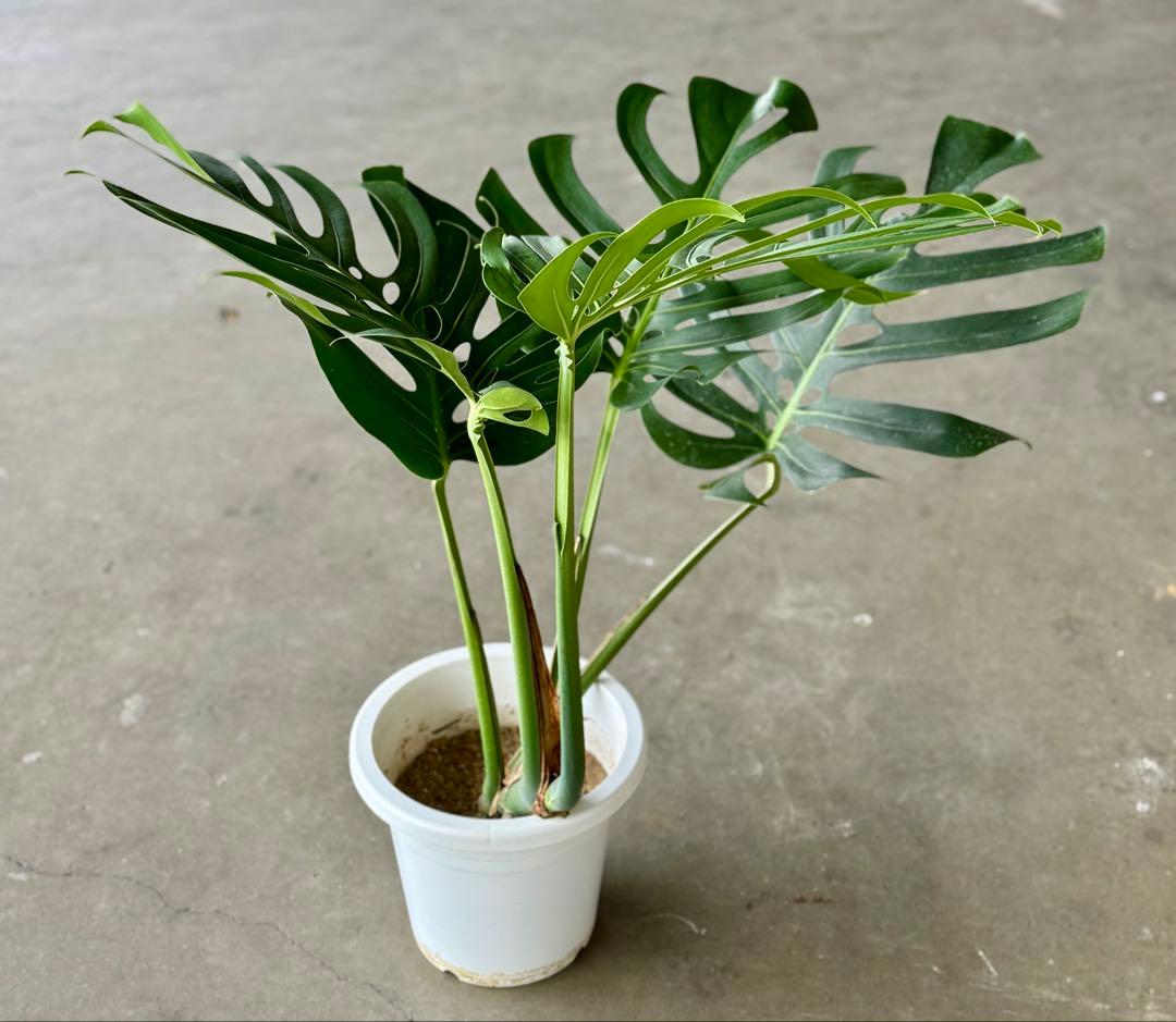 モンステラ　スケルトン