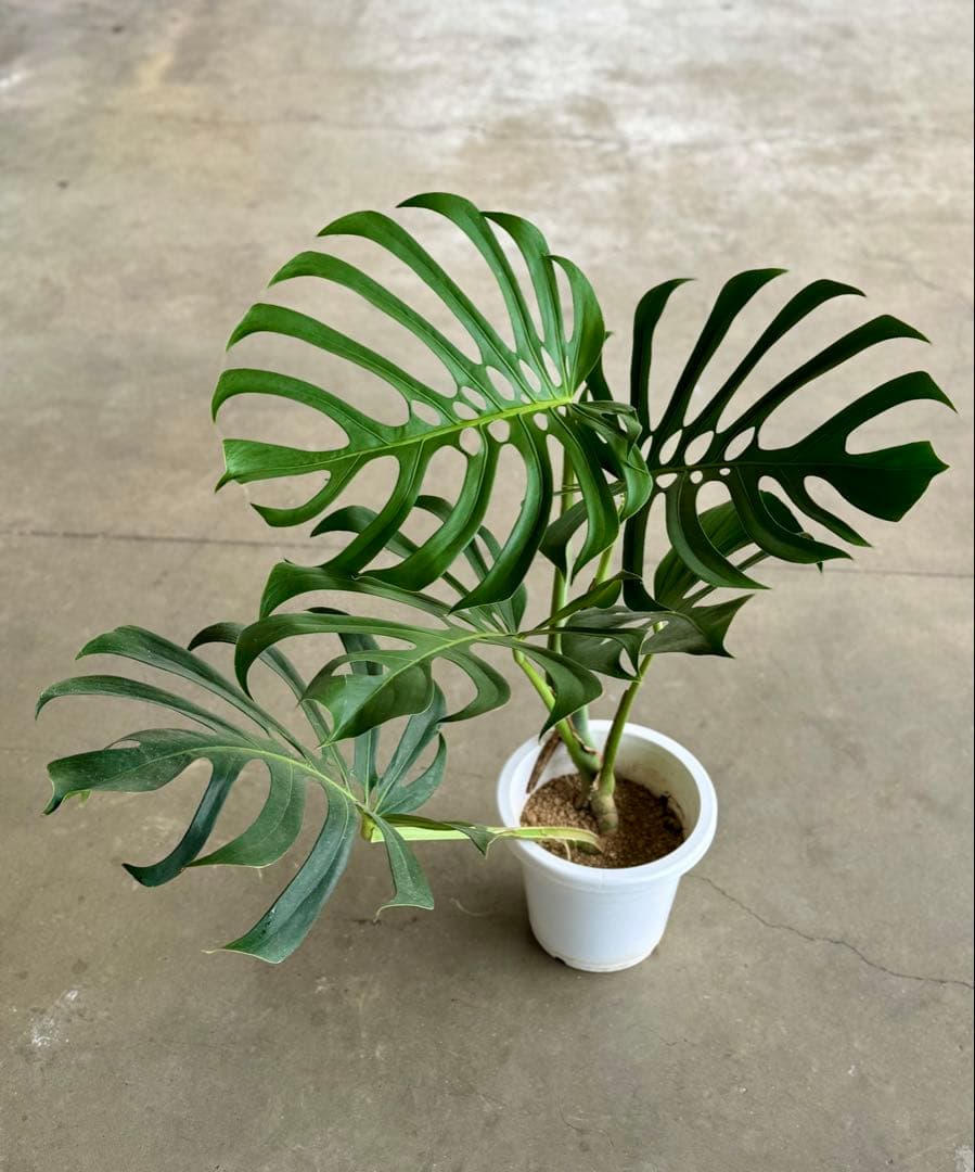 モンステラ　スケルトン