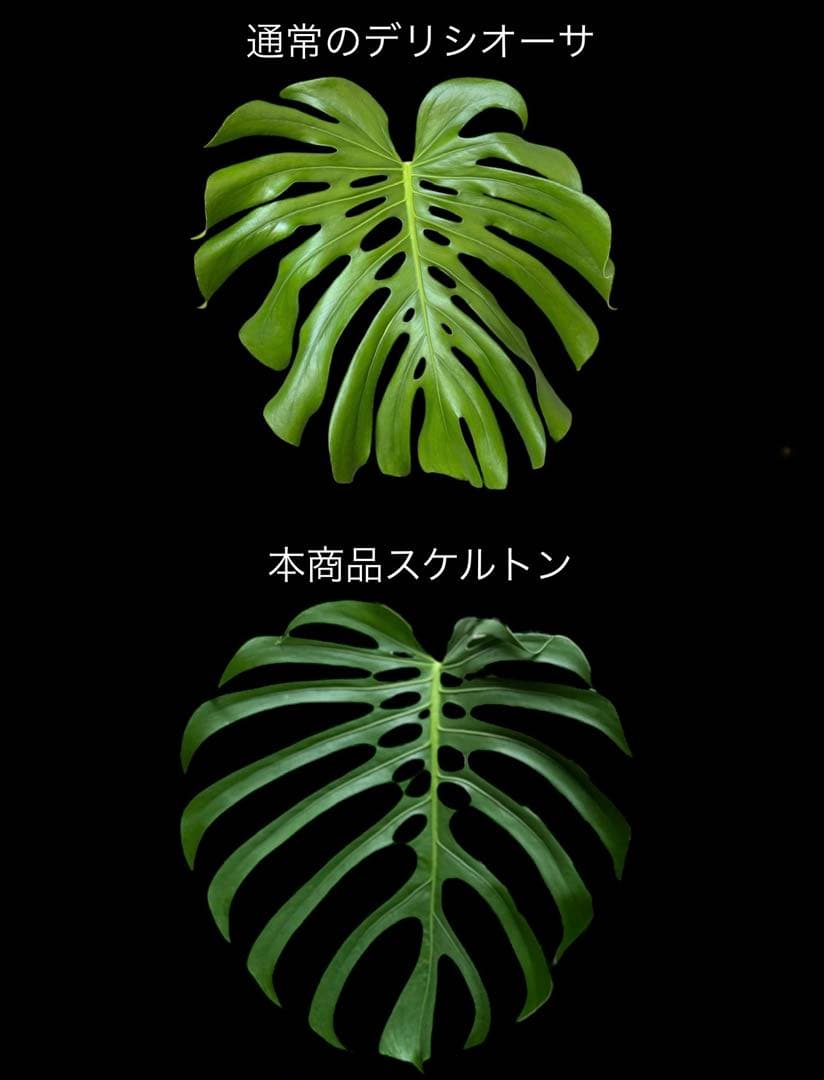 モンステラ　スケルトン