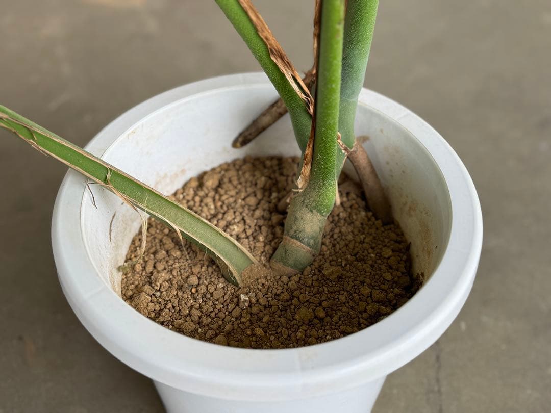 モンステラ　スケルトン