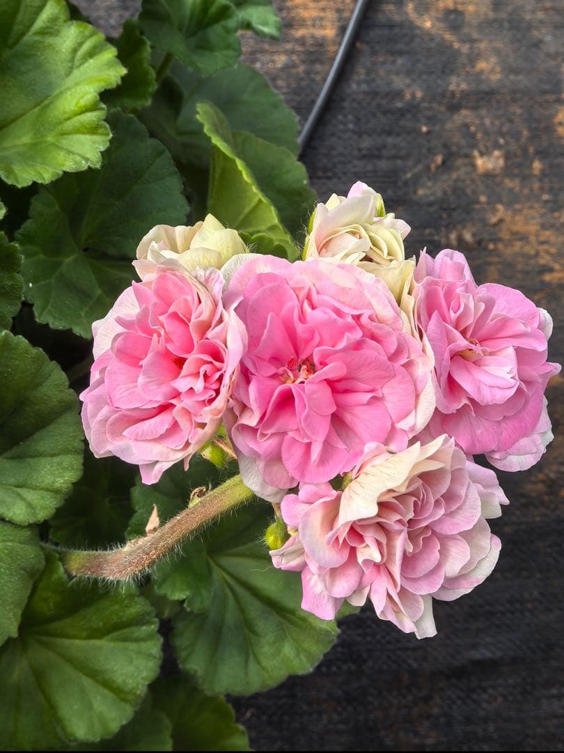 稀少ゼラニウム大苗