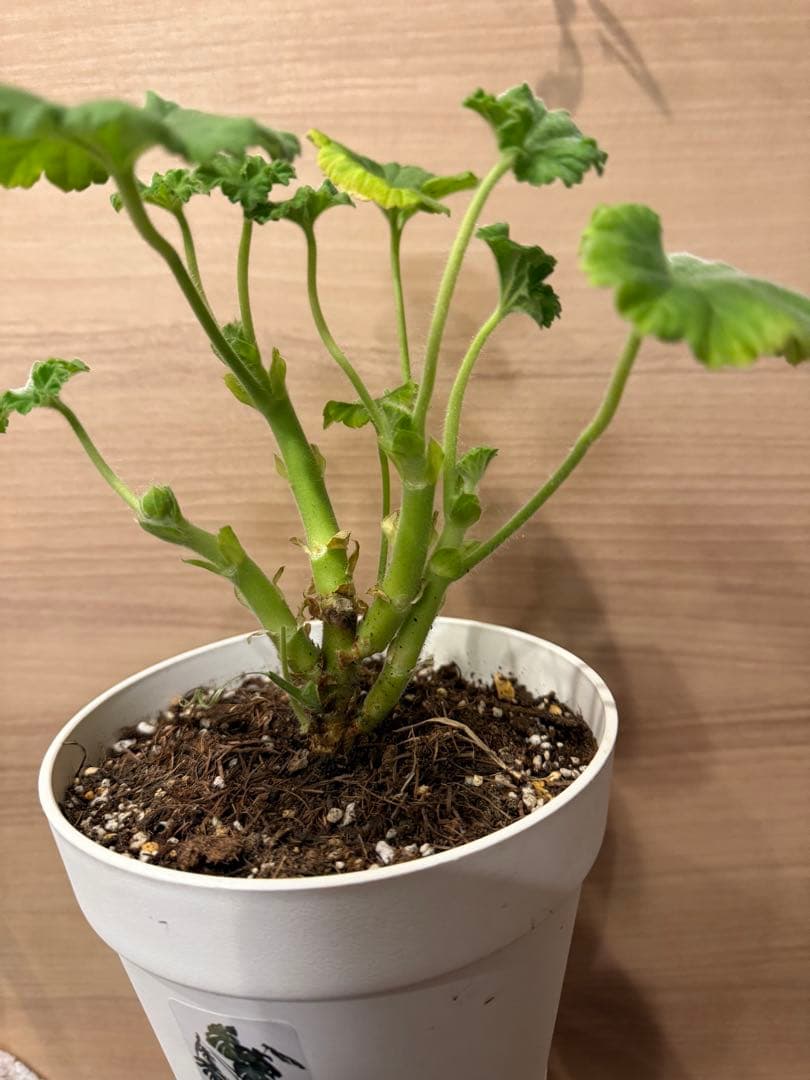 稀少ゼラニウム大苗