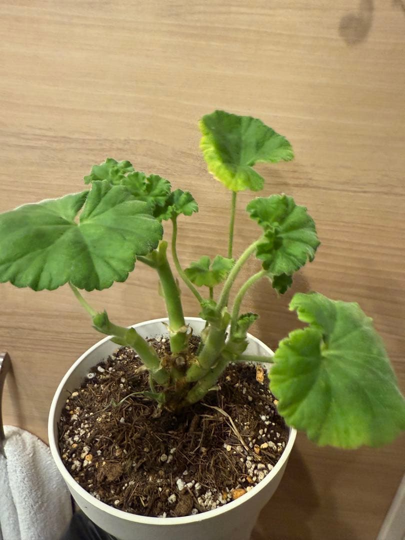 稀少ゼラニウム大苗