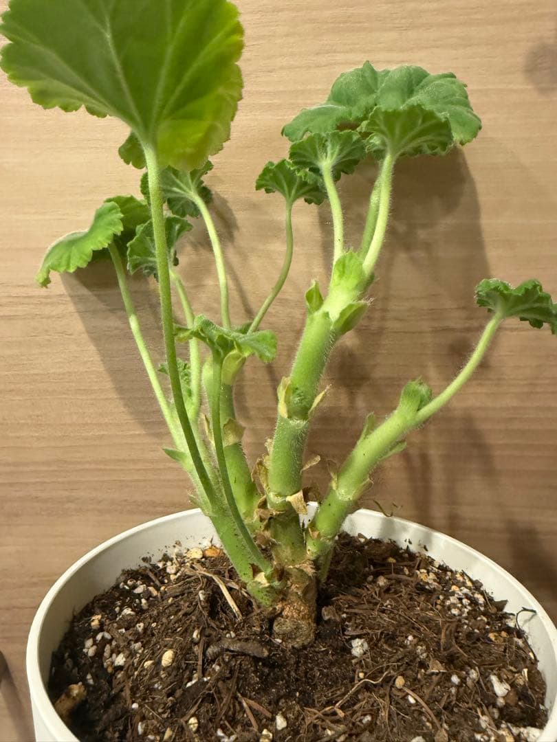 稀少ゼラニウム大苗