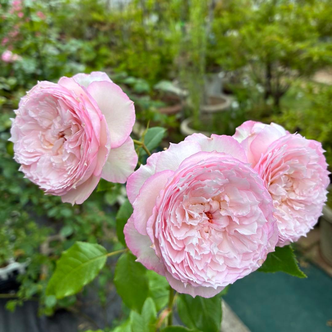 ⭐️購入前に必ずコメントをお願いします　47、バラ苗　美しい