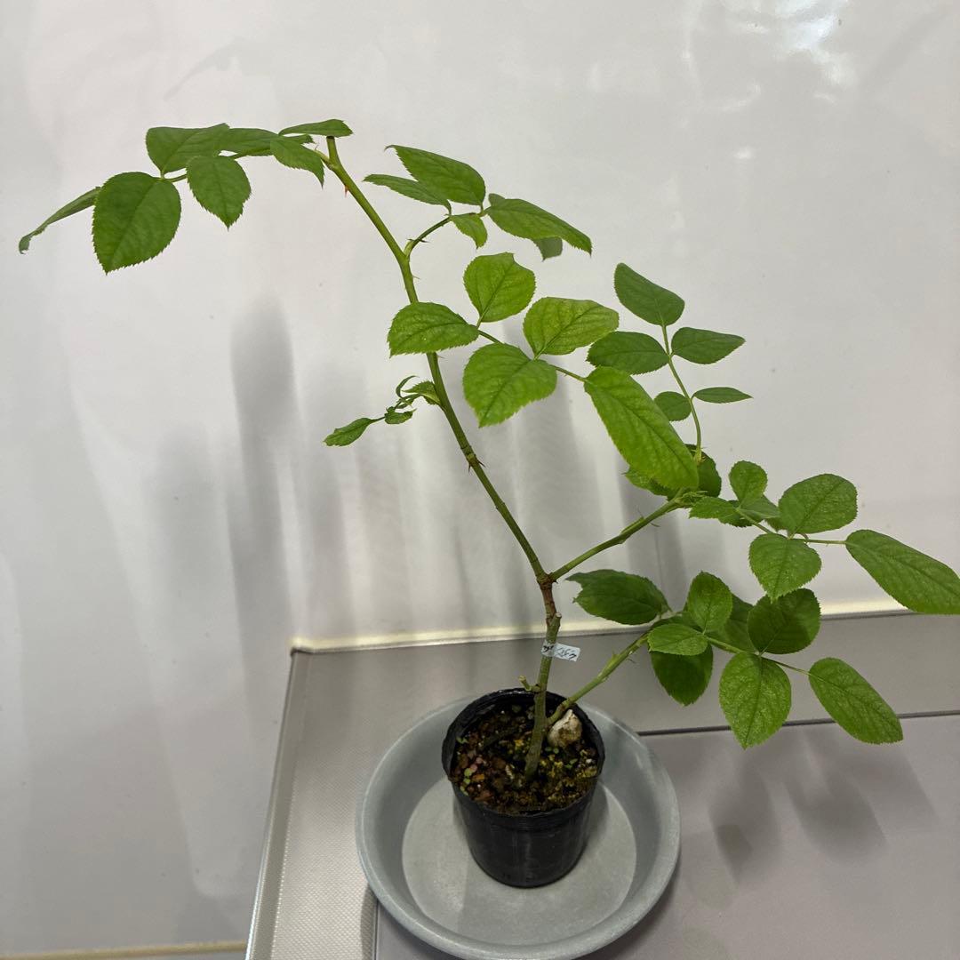 ⭐️購入前に必ずコメントをお願いします　47、バラ苗　美しい