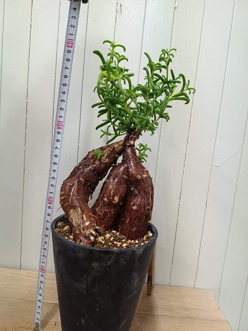 D072 超希少種発根済み 美形多脚！メストクレマ ツベローサム 養生株