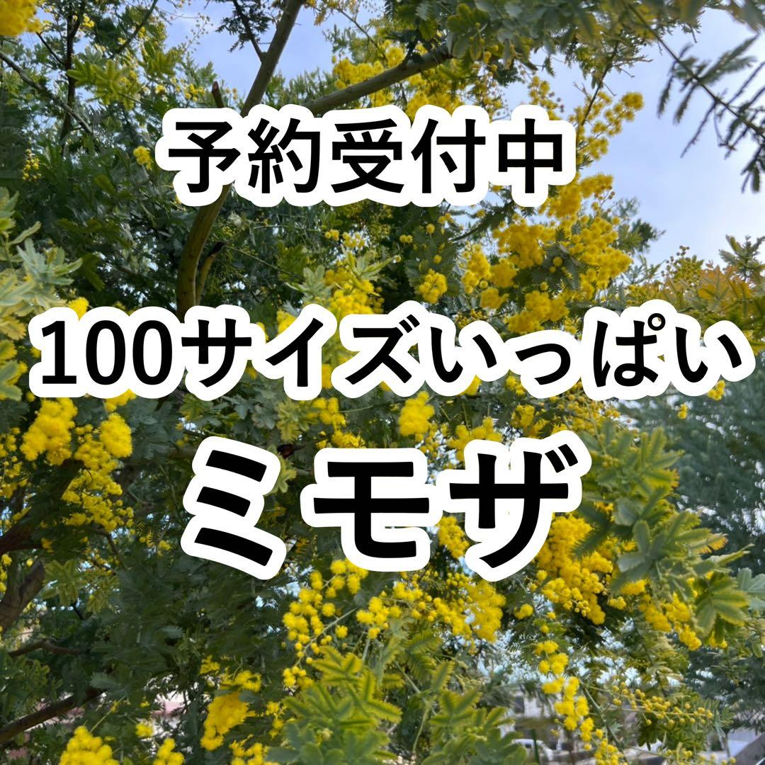 神奈川産 フレッシュミモザ 切花100サイズ 箱いっぱい - メルカリ