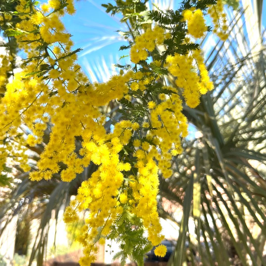 神奈川産 フレッシュミモザ 切花100サイズ 箱いっぱい - メルカリ