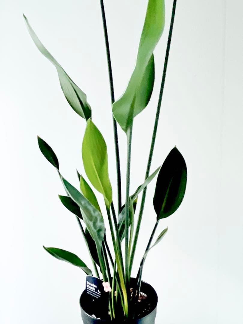 《希少》ストレリチア ノンリーフ 豪華3株仕立て 観葉植物 calm cafe