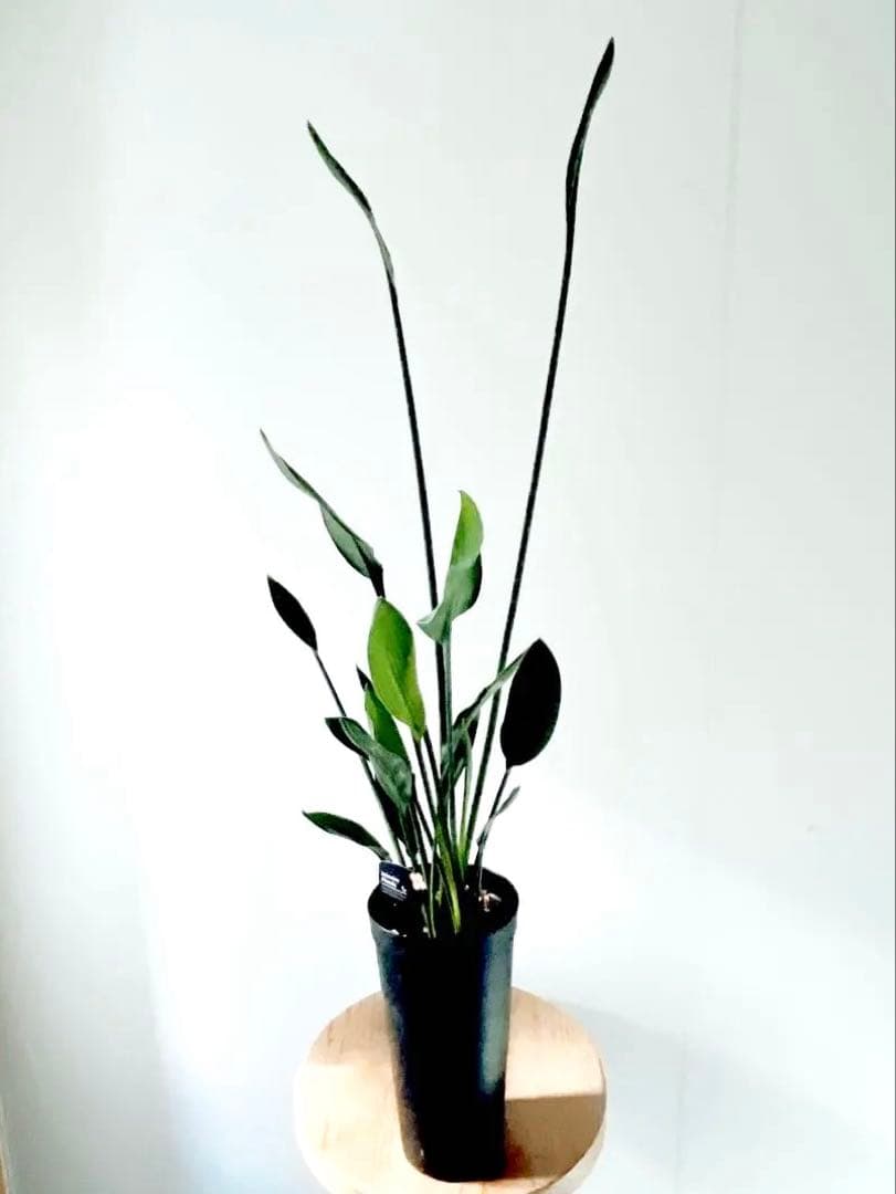 《希少》ストレリチア ノンリーフ 豪華3株仕立て 観葉植物 calm cafe