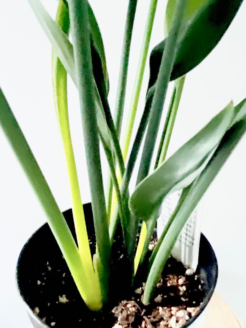 《希少》ストレリチア ノンリーフ 豪華3株仕立て 観葉植物 calm cafe