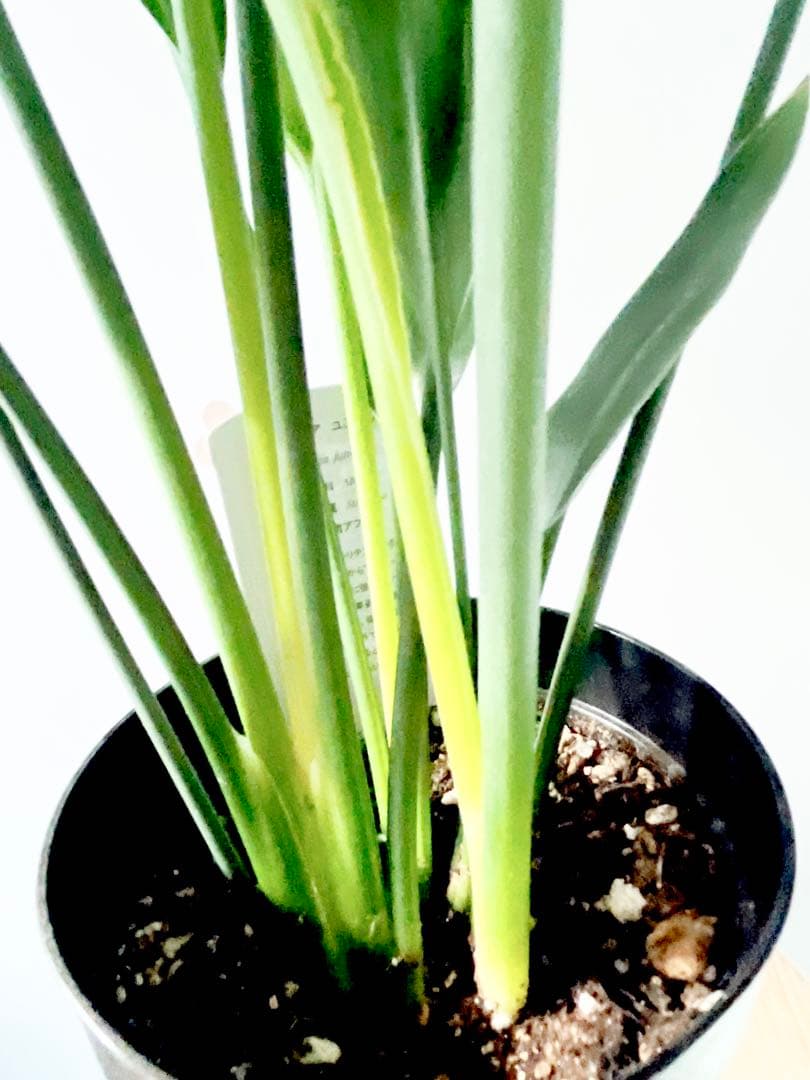 《希少》ストレリチア ノンリーフ 豪華3株仕立て 観葉植物 calm cafe