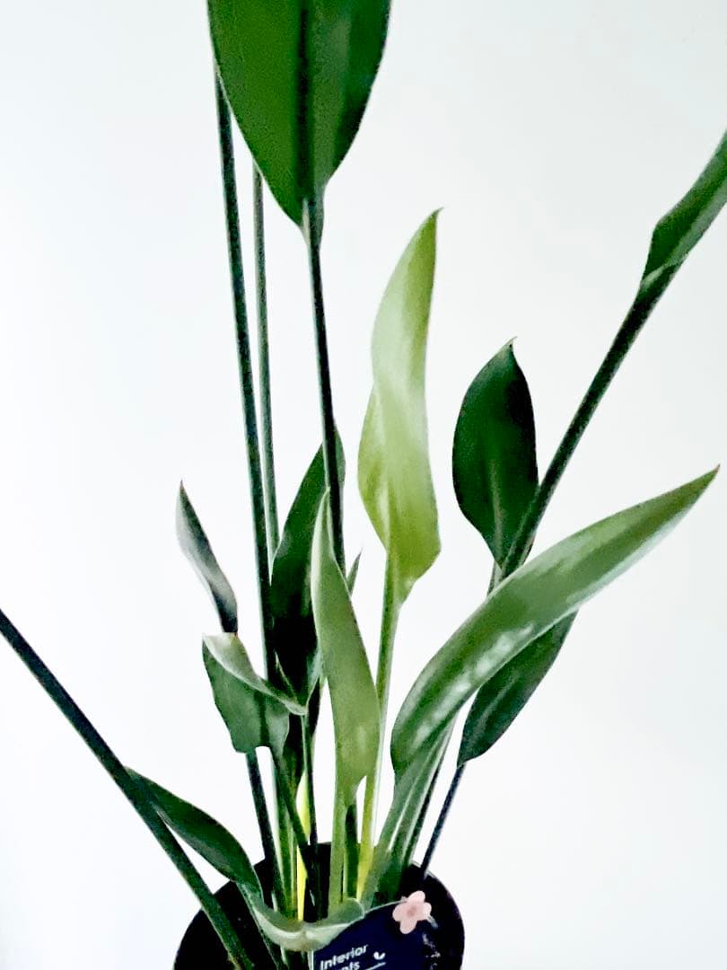 《希少》ストレリチア ノンリーフ 豪華3株仕立て 観葉植物 calm cafe