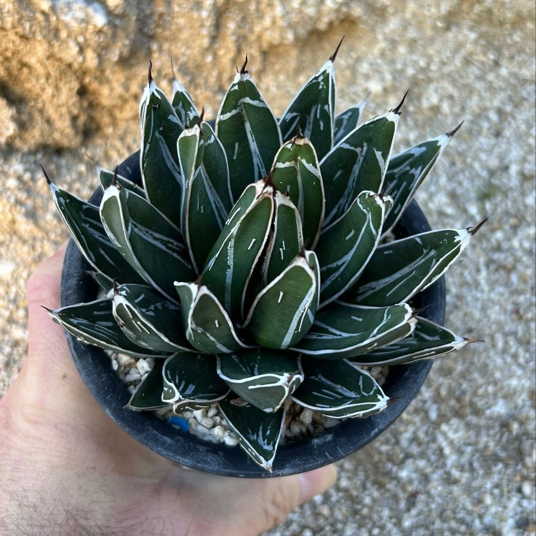 アガべ　笹の雪　ダルマ　活着済み