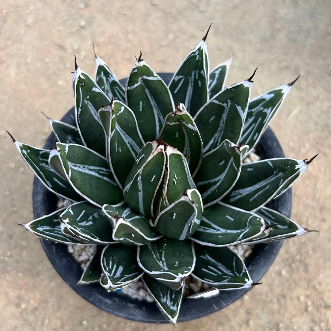 アガべ　笹の雪　ダルマ　活着済み