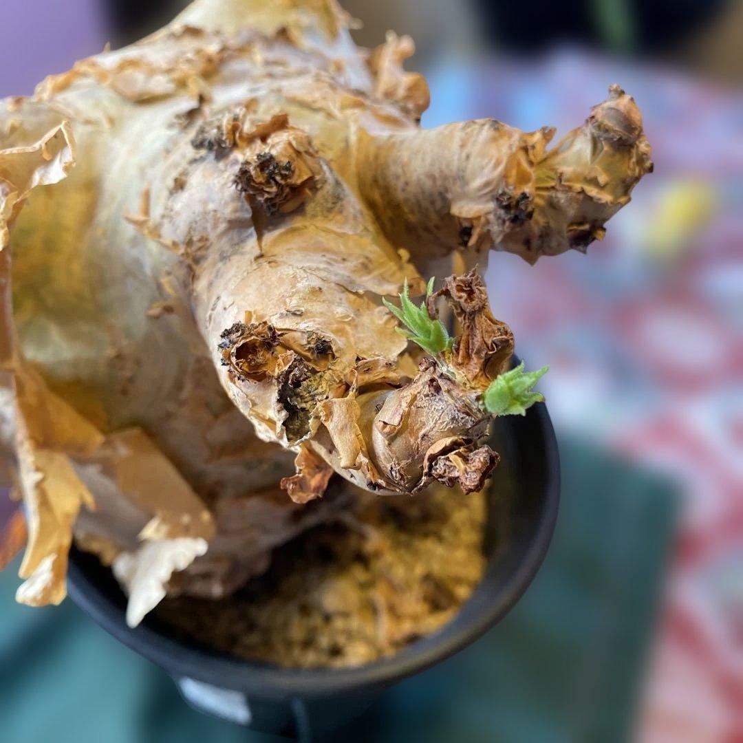 珍キフォステンマ マクロプス 大大 現地球 - メルカリ