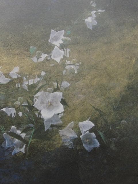 波多野杜邦、【ひかり野】、希少な額装用画集画、新品高級額 額装付