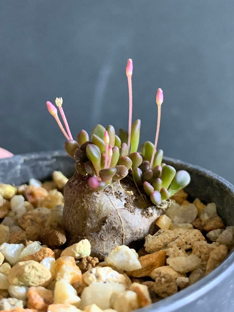 Anacampseros comptonii（アナカンプセロス・コンプトニー）