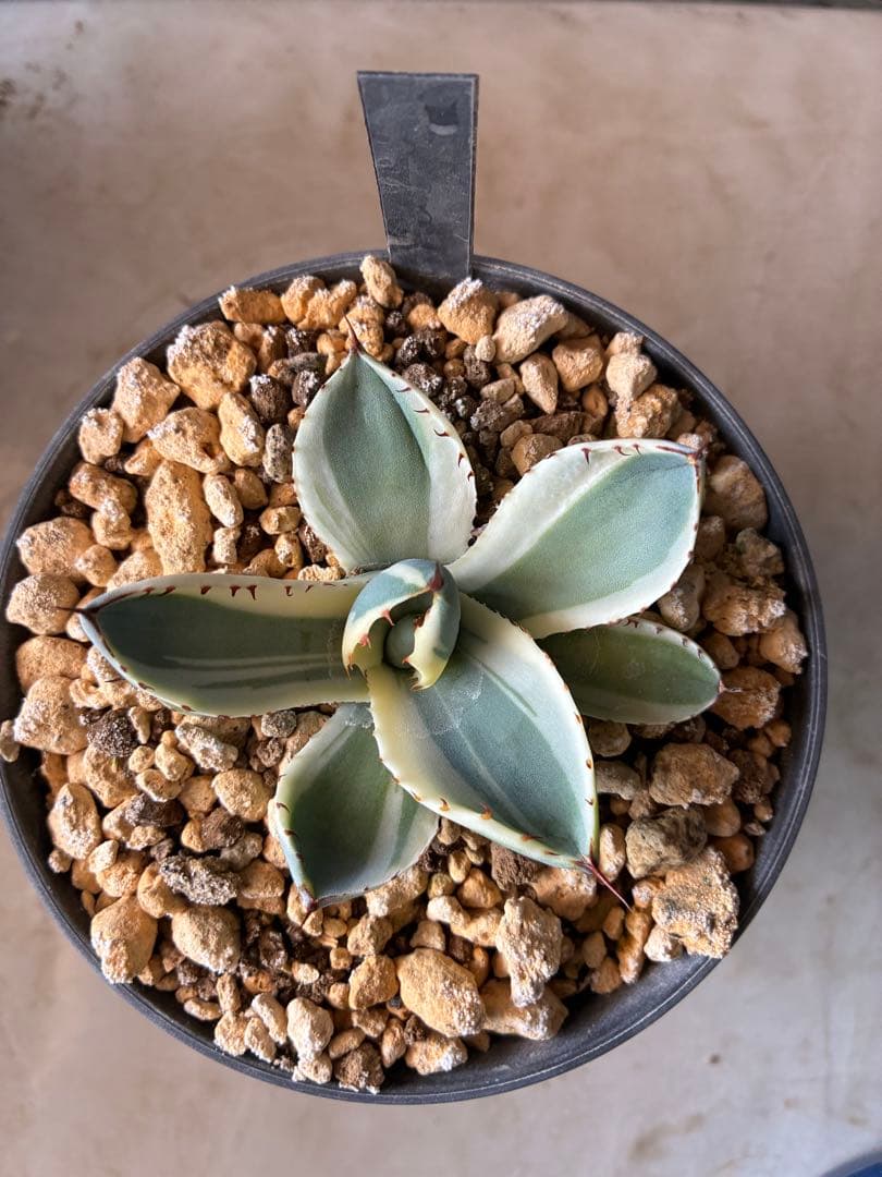 美株！アガベ オリザバ　本物　送料込み！