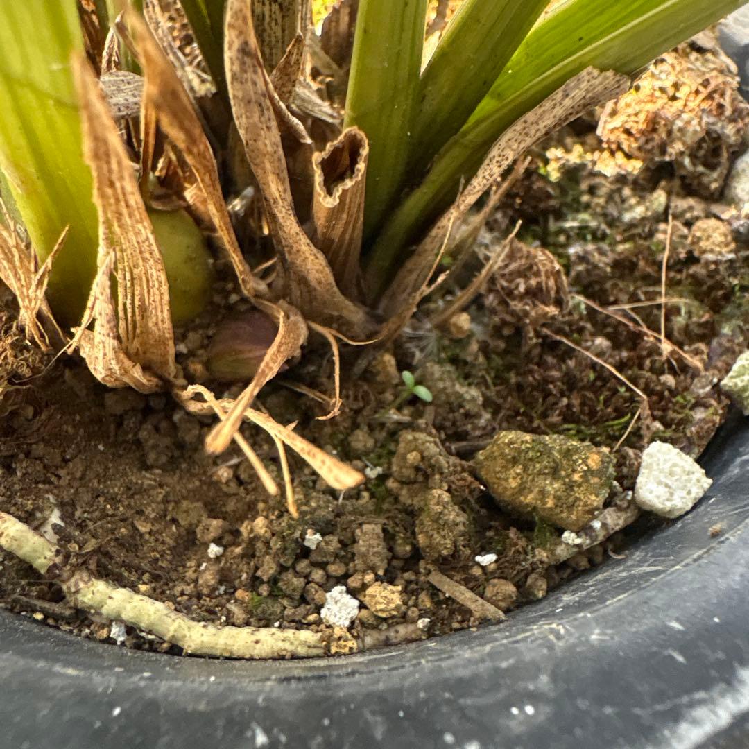 キンリョウヘン原種 2鉢セット 花芽計5 - メルカリ