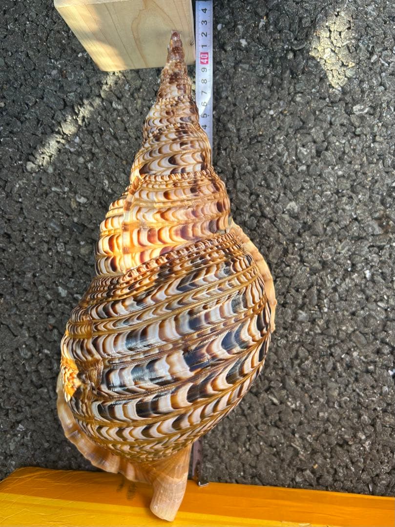 特大 39.7cm 法螺貝　蓋付