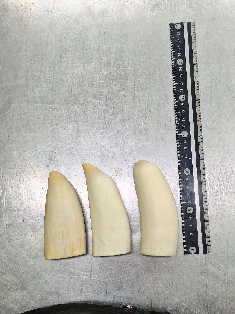 マッコウ クジラ の 歯