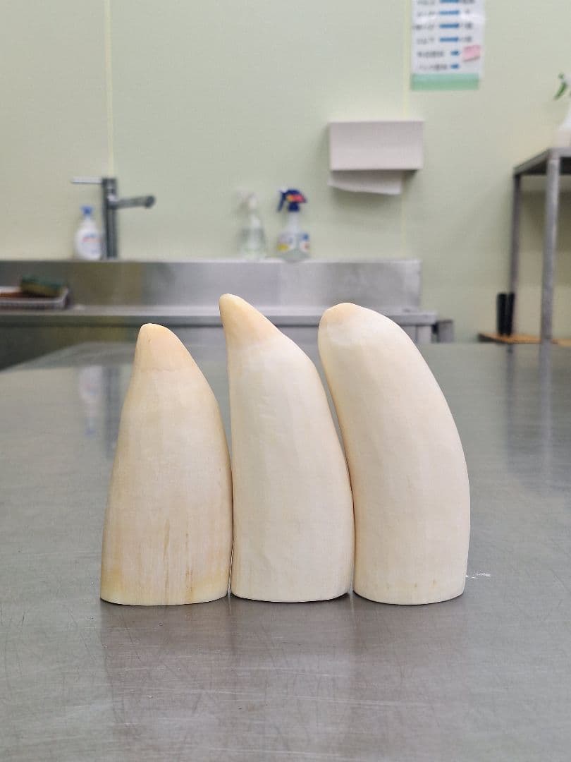 マッコウ クジラ の 歯