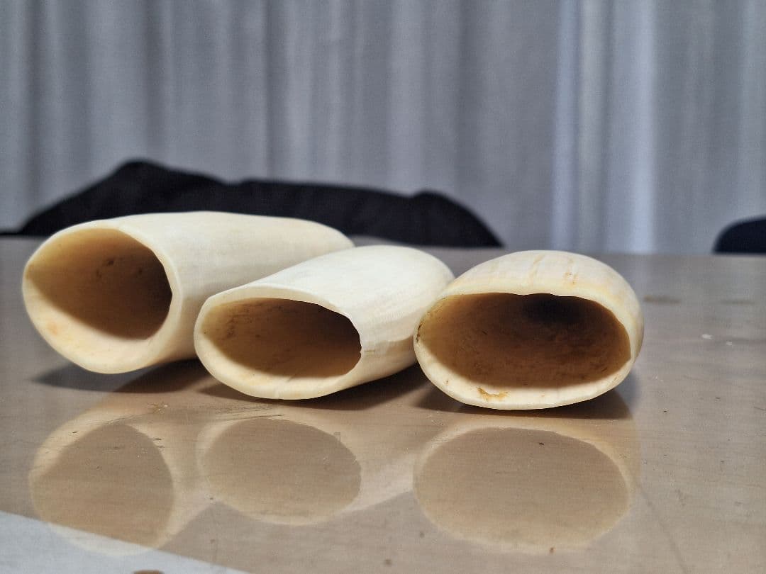 マッコウ クジラ の 歯