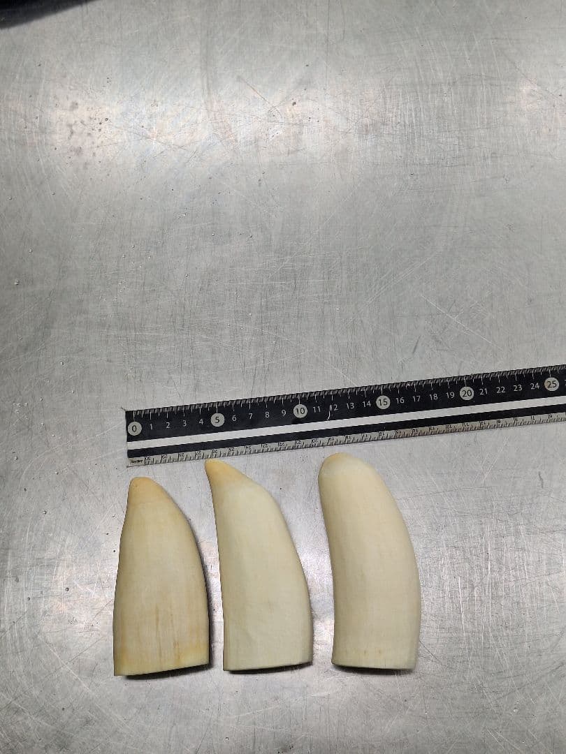 マッコウ クジラ の 歯