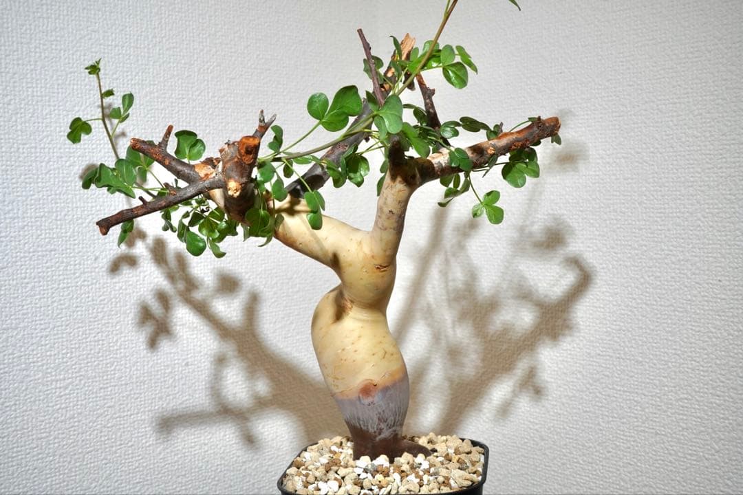 マルタ・ハフハフ　コミフォラ ピュアカタフ　ソマリア産