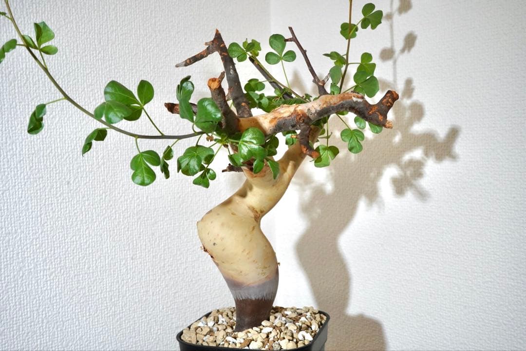 マルタ・ハフハフ　コミフォラ ピュアカタフ　ソマリア産