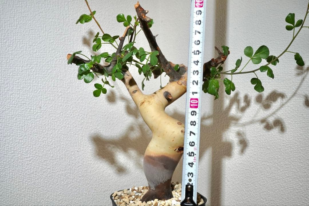 マルタ・ハフハフ　コミフォラ ピュアカタフ　ソマリア産