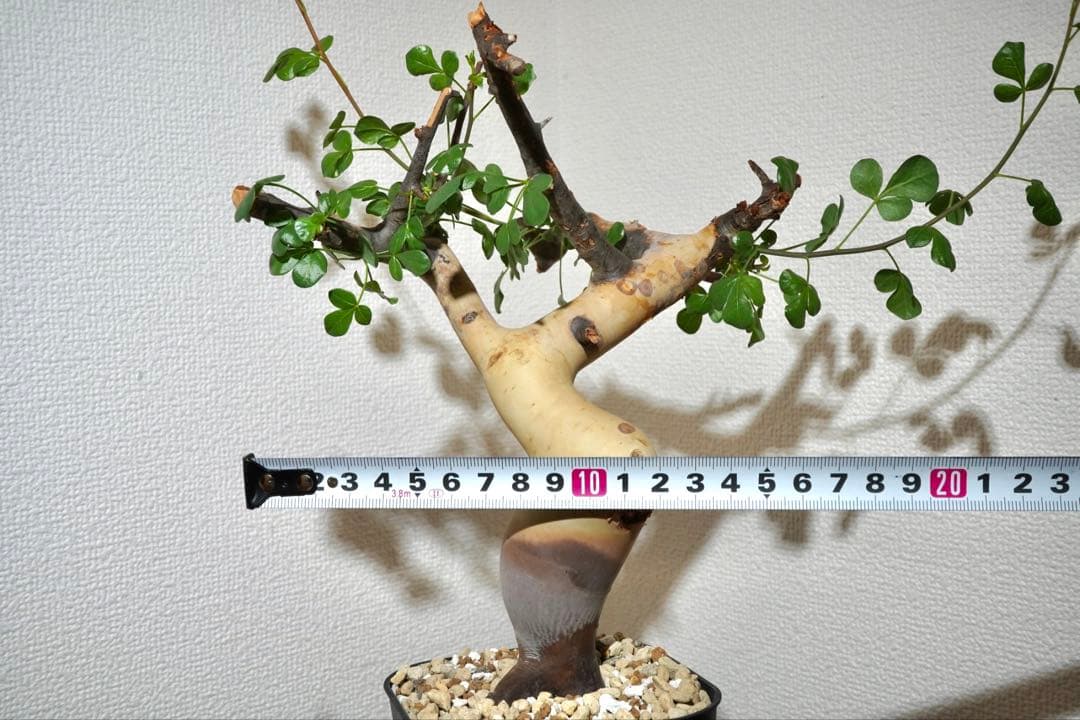 マルタ・ハフハフ　コミフォラ ピュアカタフ　ソマリア産