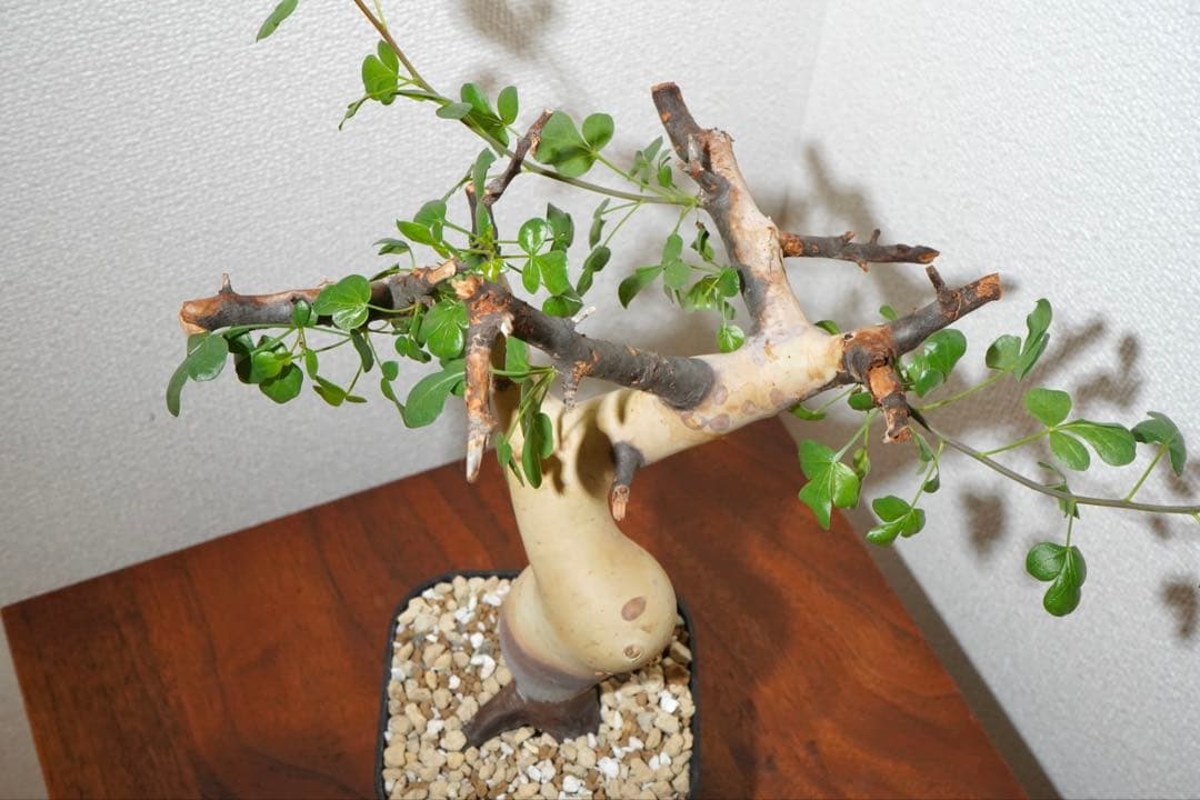 マルタ・ハフハフ　コミフォラ ピュアカタフ　ソマリア産