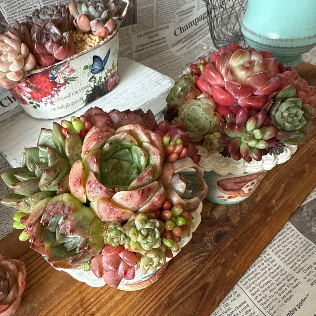 ❤︎sweets whip❤︎ そのまま飾れる多肉植物の寄せ植えリメ鉢ちまリメ