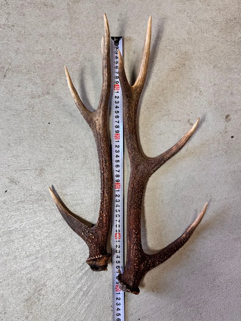 日本鹿の角 7対 (14本) No.6