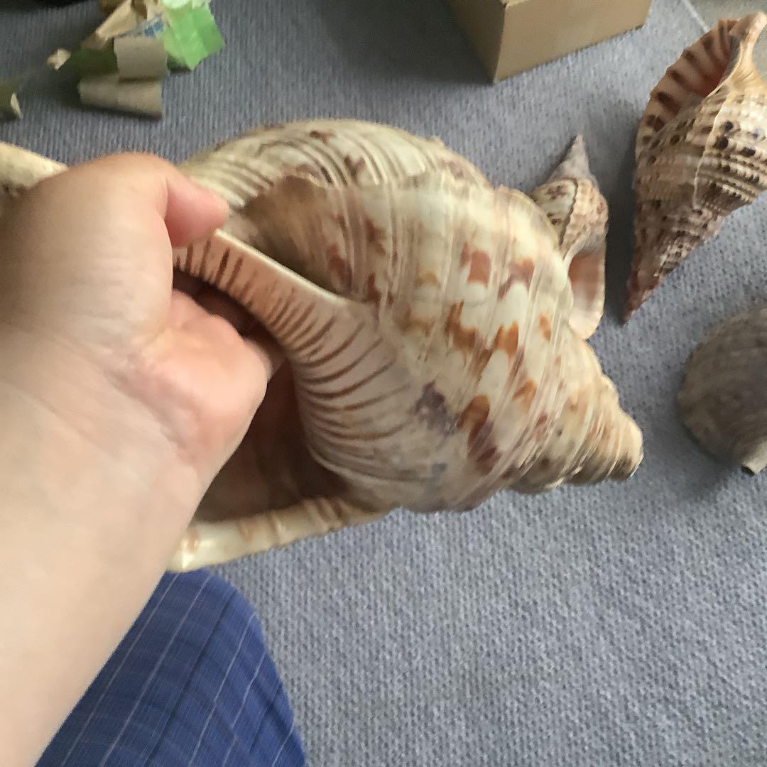 法螺貝まとめウリ