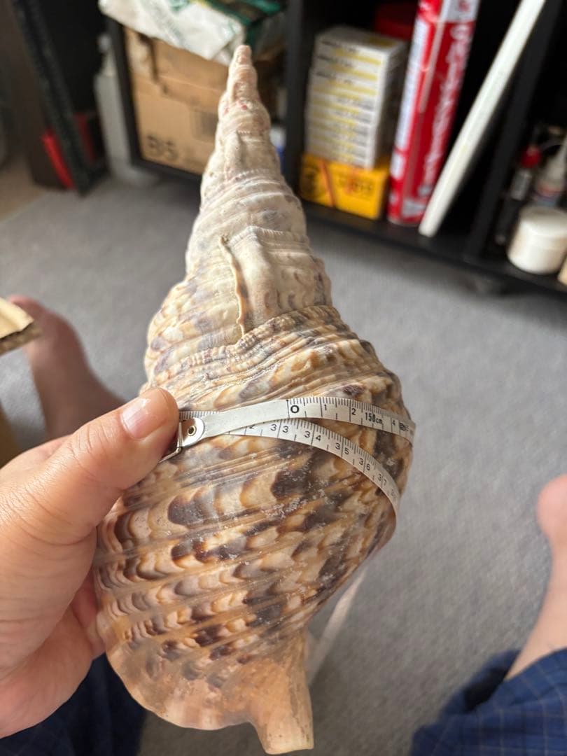 法螺貝まとめウリ