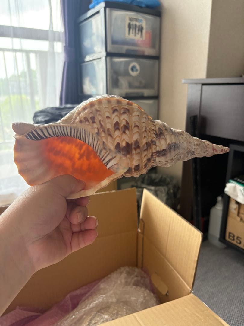 法螺貝まとめウリ