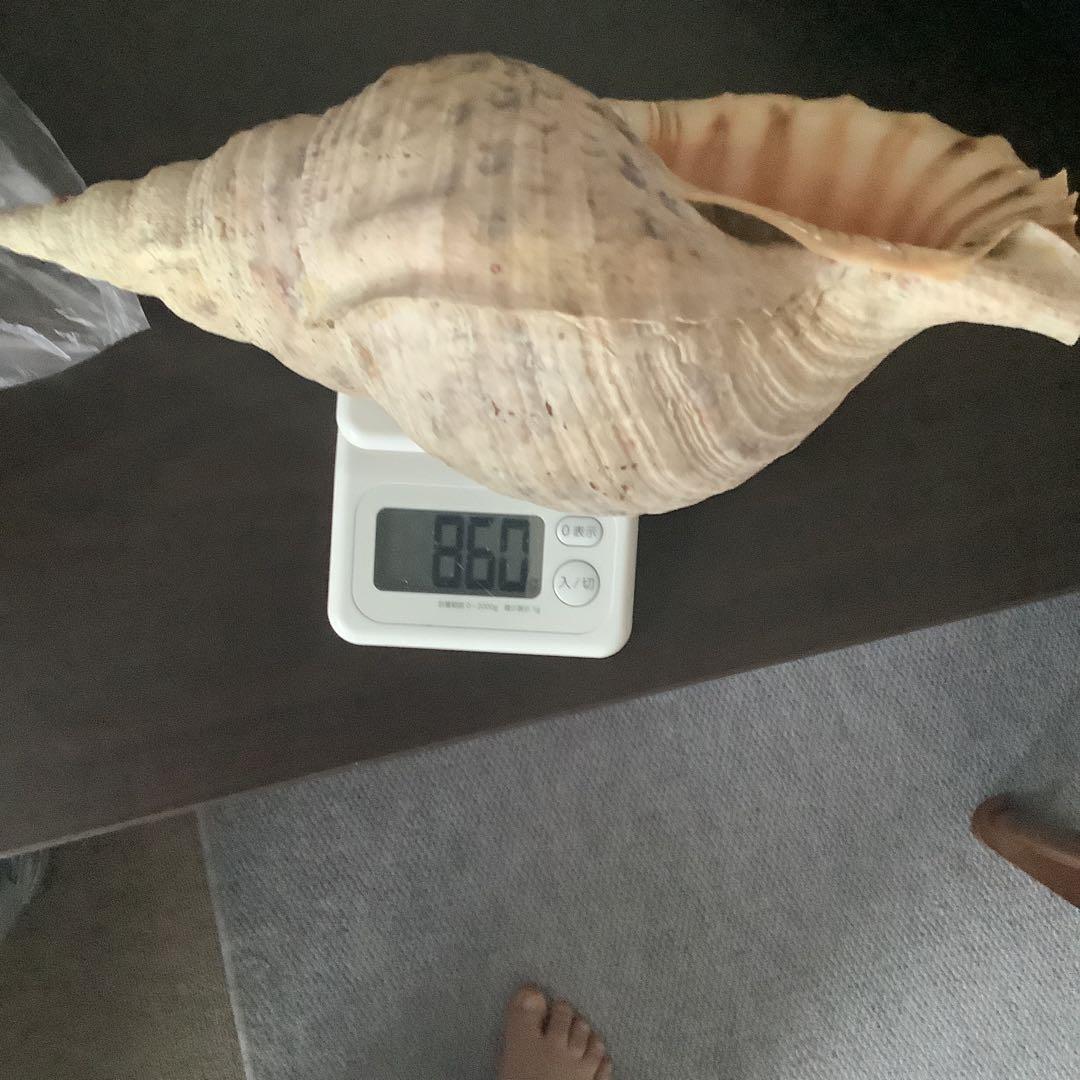 法螺貝まとめウリ